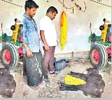 Two Headed Calf Born in Andhra Pradesh Prakasam District