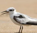 Rare coastal birds return to Chennai after four decades