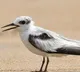 Rare coastal birds return to Chennai after four decades