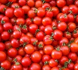 Kurnool Farmers Protest as Tomato Price Drops to One Rupee Per KG