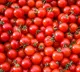Kurnool Farmers Protest as Tomato Price Drops to One Rupee Per KG
