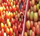 Andhra farmers throw tomatoes on roads as prices crash