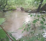 Elephant suffers grievous injury in Maoist IED blast in Jharkhand’s Saranda forest