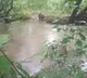 Elephant suffers grievous injury in Maoist IED blast in Jharkhand’s Saranda forest