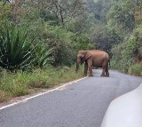 Elephant Severely Injured in Maoist IED Blast in Jharkhand