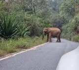 Elephant Severely Injured in Maoist IED Blast in Jharkhand