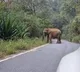 Elephant Severely Injured in Maoist IED Blast in Jharkhand