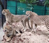 Project Cheetah More Cheetahs from Africa to India