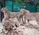 Project Cheetah More Cheetahs from Africa to India
