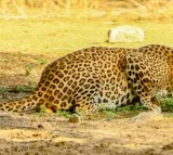 Leopard kills pet dogs, evades capture in TN's Nilgiris