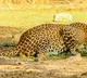 Leopard kills pet dogs, evades capture in TN's Nilgiris