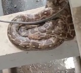 Python Found in Bachupally Apartment Creates Panic