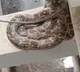 Python Found in Bachupally Apartment Creates Panic