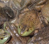 Chinese Woman Swallows 8 Live Frogs To Treat Lower Back Pain This Happens Next