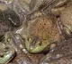 Chinese Woman Swallows 8 Live Frogs To Treat Lower Back Pain This Happens Next