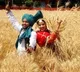 Hike in MSP assures farmers of Rs 84,263 crore for sale of rabi crops in 2026-27