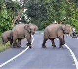Woman, granddaughter trampled to death by wild elephants in TN's Valparai
