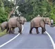 Woman, granddaughter trampled to death by wild elephants in TN's Valparai