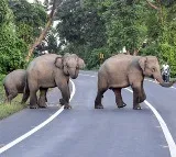 Woman and granddaughter trampled to death by wild elephants in Tamil Nadu Valparai