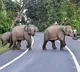 Woman and granddaughter trampled to death by wild elephants in Tamil Nadu Valparai