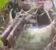 Kiran Water springs miraculously from abandoned borewell in Warangal