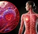 Study warns high-fat keto diet may drive breast cancer risk