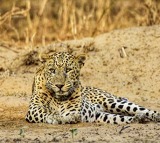 Leopard spotted again on Tirumala Ghat Road