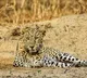 Leopard spotted again on Tirumala Ghat Road