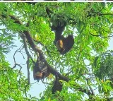 During Diwali, Perambur in TN chooses silence to protect its sacred bats