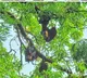 During Diwali, Perambur in TN chooses silence to protect its sacred bats