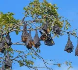 Perambur Tamil Nadu Village Celebrates Silent Diwali for Bats