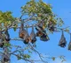 Perambur Tamil Nadu Village Celebrates Silent Diwali for Bats