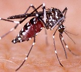 Bangladesh records over 250 dengue deaths with over 61,600 cases so far in 2025