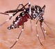 Bangladesh records over 250 dengue deaths with over 61,600 cases so far in 2025
