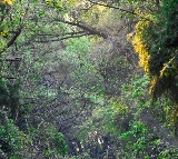 India ranks 9th globally in forest area, retains 3rd spot in annual forest area gain: Minister