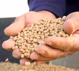 American farmers face tariff ripples on costs, market shifts: Reports