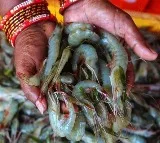 Nara Lokesh’s Visit to Australia Yields Positive Outcome for Shrimp Industry