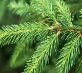 Norway Spruce Trees found to contain Gold in Finland