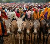 MP: Post Diwali ‘Gadhon Ka Mela’ draws crowds, crores with celebrity-named superstars