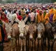 MP: Post Diwali ‘Gadhon Ka Mela’ draws crowds, crores with celebrity-named superstars
