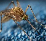 Iceland First Mosquitoes Spotted