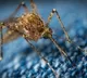 Iceland First Mosquitoes Spotted