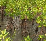 PM Modi spotlights Kutch mangrove revival in Mann Ki Baat, urges nationwide tree planting
