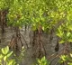 PM Modi spotlights Kutch mangrove revival in Mann Ki Baat, urges nationwide tree planting