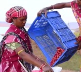 India's coffee brewed in India, loved by world: PM Modi in 'Mann Ki Baat'