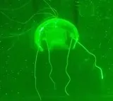 China unveils underwater phantom jellyfish robot for surveillance