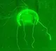 China unveils underwater phantom jellyfish robot for surveillance