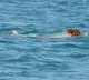 Dolphins Use Sea Sponges as Wigs to Attract Mates in Australia