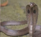 Severed snake kills woman in Morena Madhya Pradesh