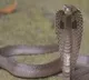 Severed snake kills woman in Morena Madhya Pradesh